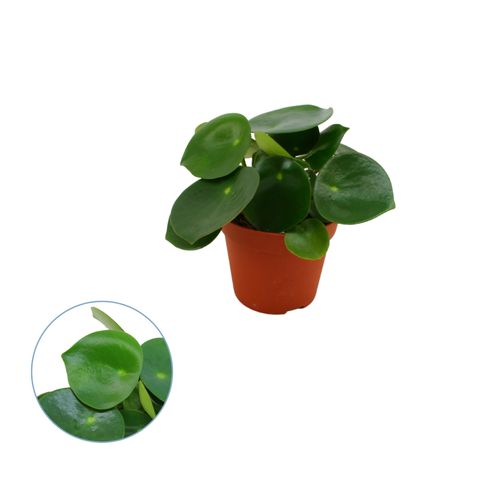 Peperomia polybotrya 'Raindrop'