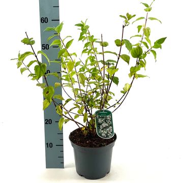 Philadelphus 'Belle Etoile'