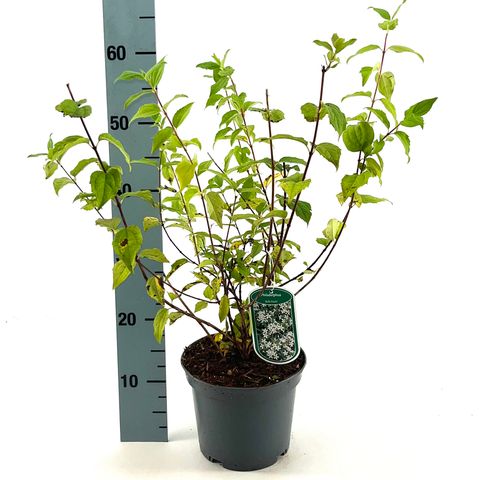 Philadelphus 'Belle Etoile'