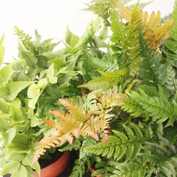 Ferns MIX