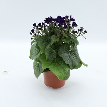 Pericallis MANDALA PURPLE