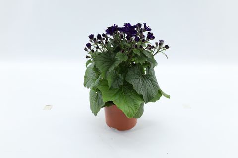 Pericallis MANDALA PURPLE