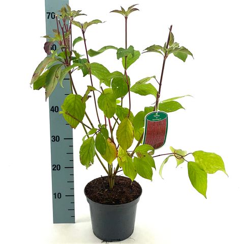 Cornus alba BATON ROUGE