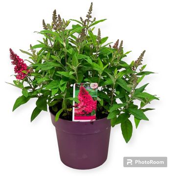 Buddleja davidii BUTTERFLY CANDY LITTLE RUBY