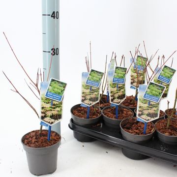 Acer palmatum 'Orange Dream'