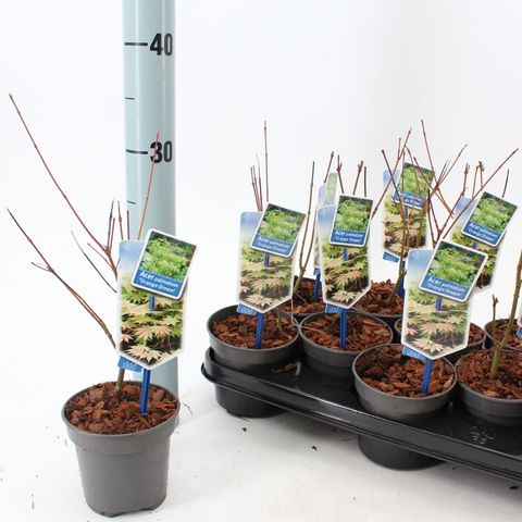 Acer palmatum 'Orange Dream'