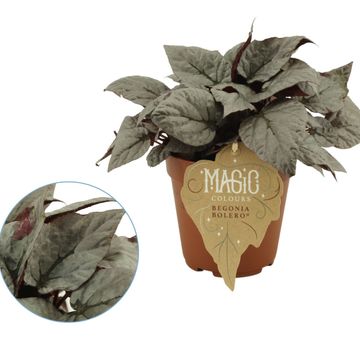 Begonia MAGIC COLOURS BOLERO