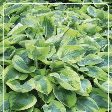 Hosta 'Tokudama Flavocircinalis'