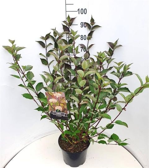 Cornus alba 'Kesselringii'