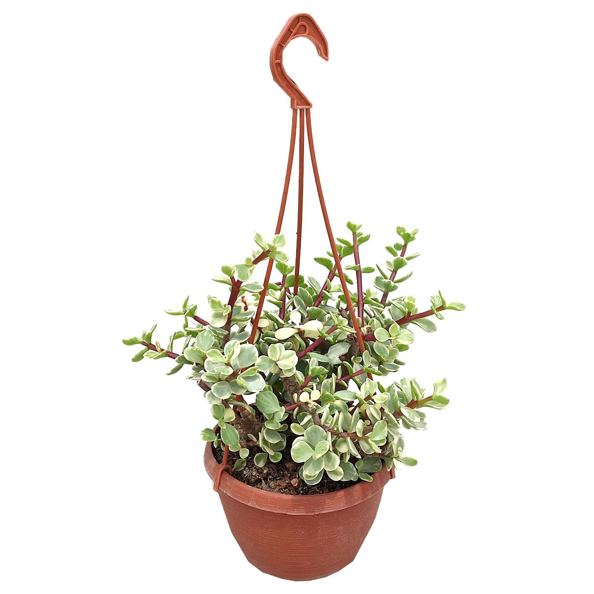 Portulacaria afra 'Follis Variegata' — Plant Wholesale FlorAccess