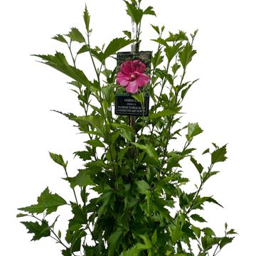 Hibiscus syriacus FLOWER TOWER RUBY