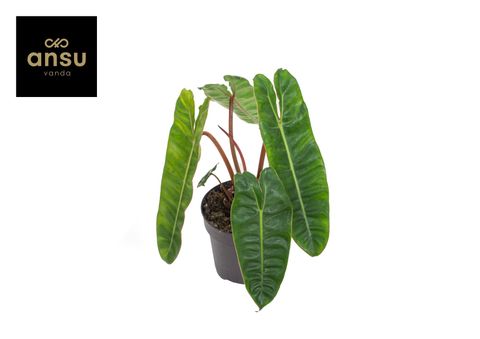 Філодендрон billietiae