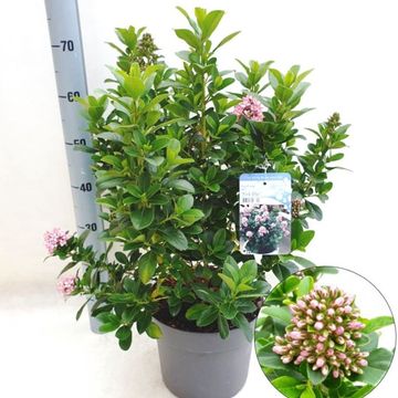 Escallonia laevis PINK ELLE