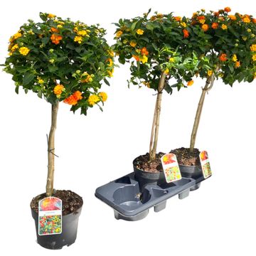 Lantana 'Silves Compact'