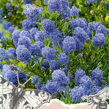 Ceanothus impressus 'Victoria'