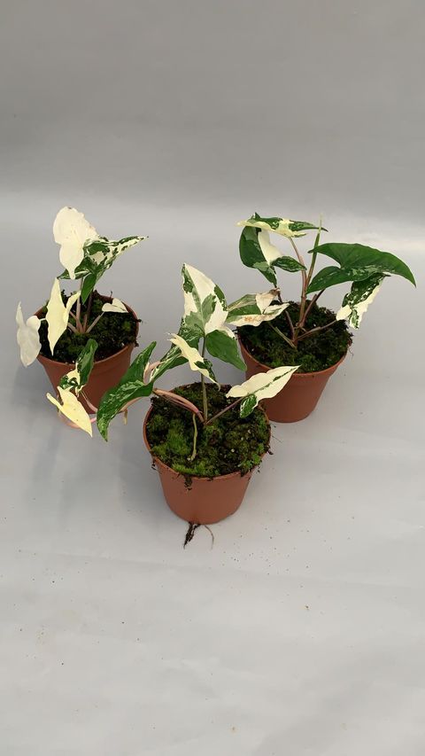 Syngonium podophyllum 'Albo Variegatum'