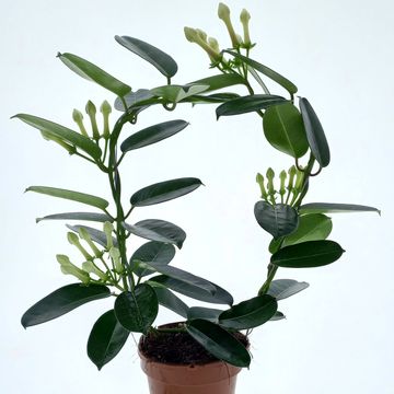 Stephanotis floribunda