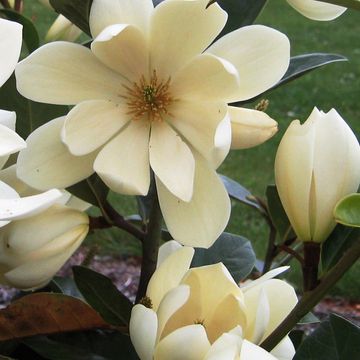 Magnolia FAIRY MAGNOLIA CREAM