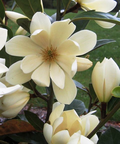 Magnolia FAIRY MAGNOLIA CREAM