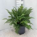 Dryopteris affinis