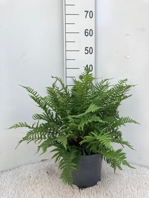 Dryopteris affinis