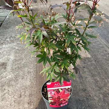 Acer palmatum 'Little Red'