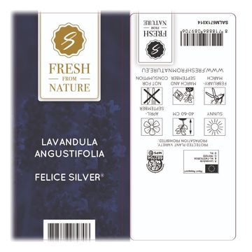 Lavandula angustifolia 'Felice Silver'