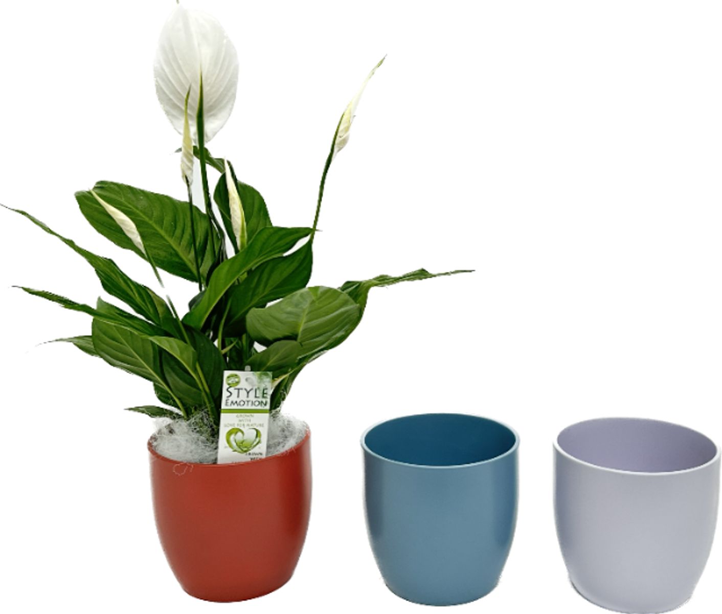 Spathiphyllum Sweet Silvio Plant Wholesale FlorAccess spathiphyllum-sweet-silvio-plant-wholesale-floraccess