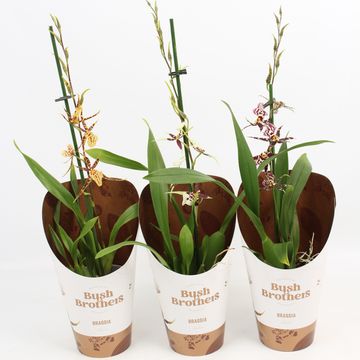 Brassia TITANIUM MIX