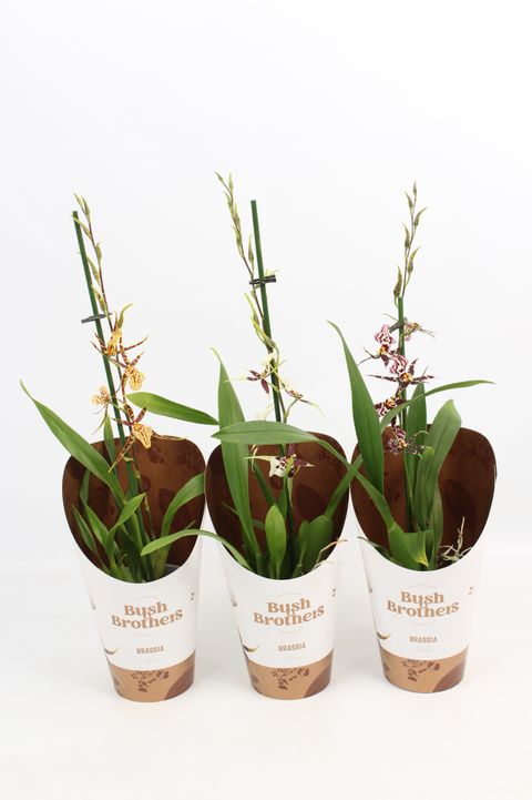 Brassia TITANIUM MIX