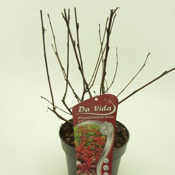 Physocarpus opulifolius DIABLE D'OR