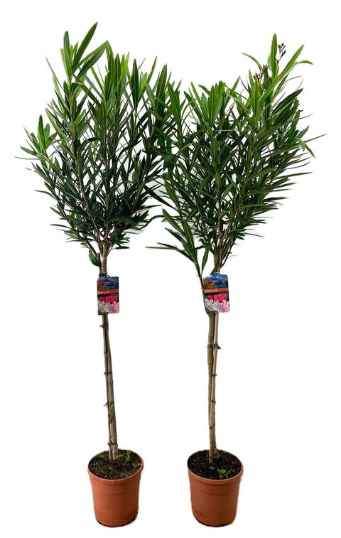 Nerium oleander