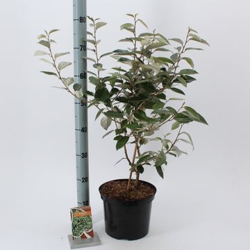 Elaeagnus x ebbingei