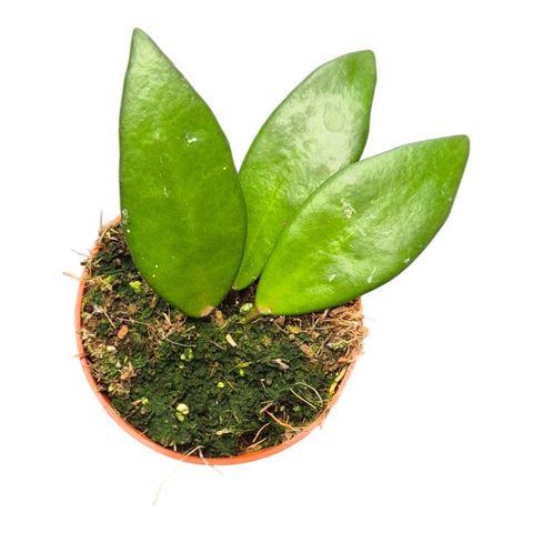 Hoya burtoniae