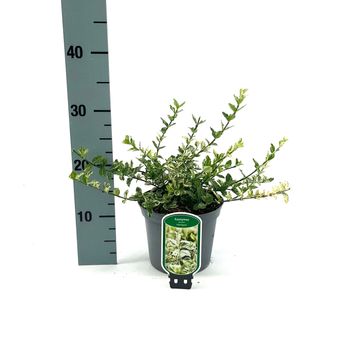 Euonymus fortunei 'Harlequin'