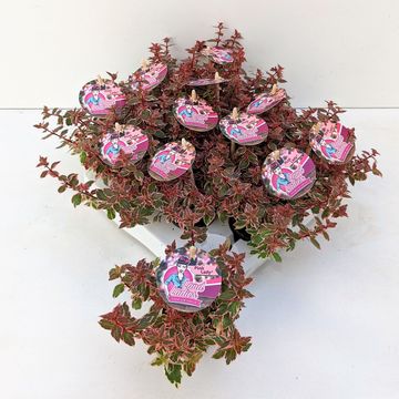 Abelia x grandiflora PINK LADY