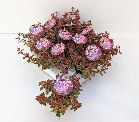 Abelia x grandiflora PINK LADY