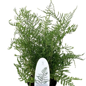 Dryopteris filix-mas 'Linearis Polydactyla'