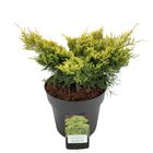 Juniperus x pfitzeriana 'Golden Joy'