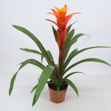 Guzmania 'Variada'