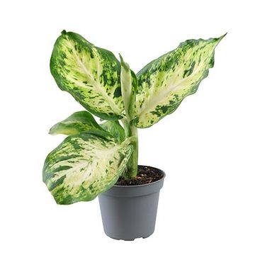 Exotenherz - dieffenbachia magic green - 1 plante - plante d