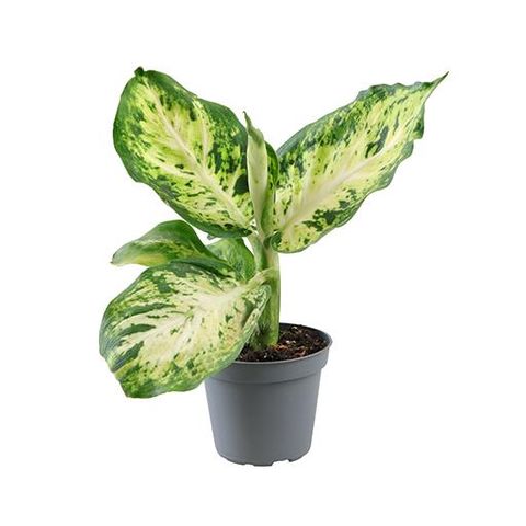 Dieffenbachia maculata