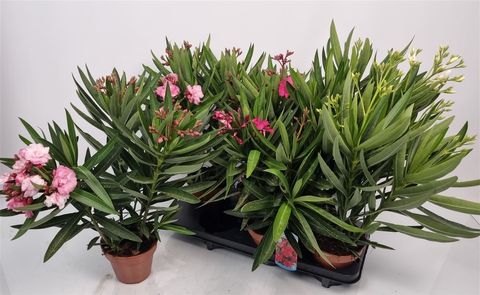 Nerium oleander MIX
