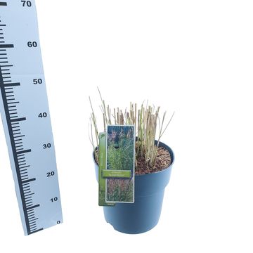 Miscanthus sinensis 'Ferner Osten'