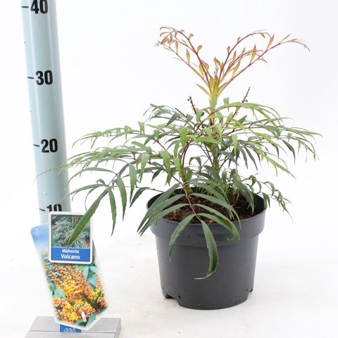 Mahonia VOLCANO