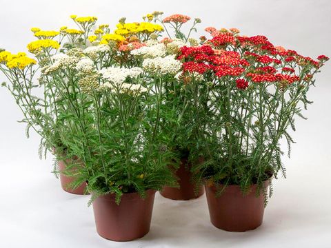 Achillea millefolium MIX