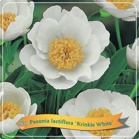 Paeonia 'Krinkled White'