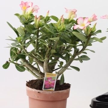Adenium obesum