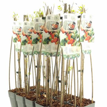 Lycium barbarum 'Sweet Goji'