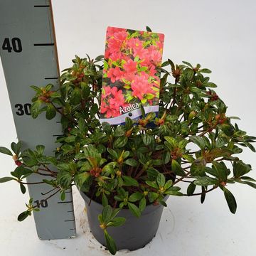 Rhododendron GEISHA RED (AJ)